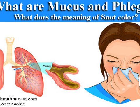 What are Mucus and Phlegm? What does the meaning of Snot color?